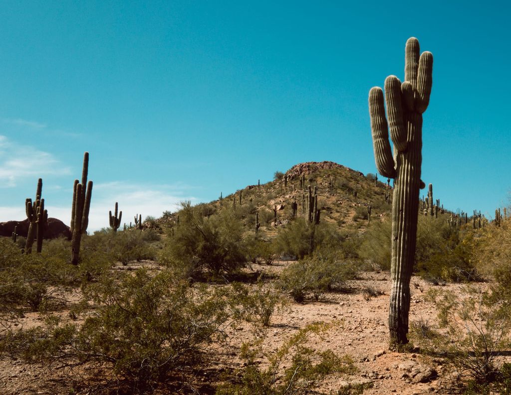 Saguaro cacti on a desert hillside under a deep blue Arizona sky